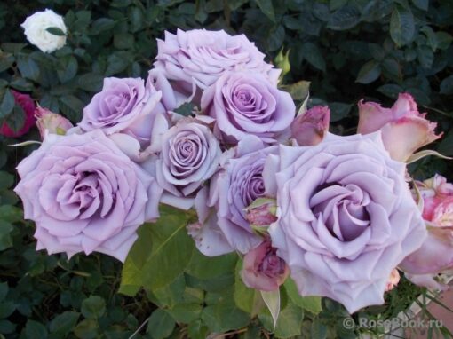 оушен сонг Boyfriend