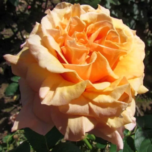 перфект джетельм