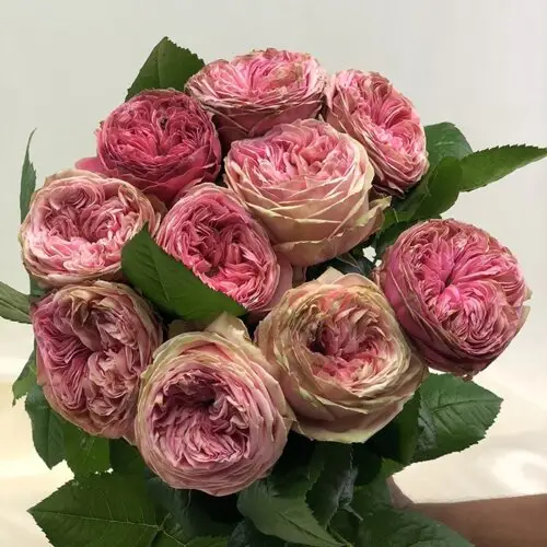 прайд оф джейн