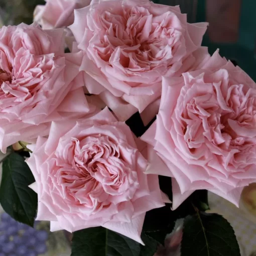 принцесса хитоми