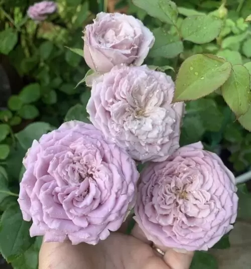 принцесса каори