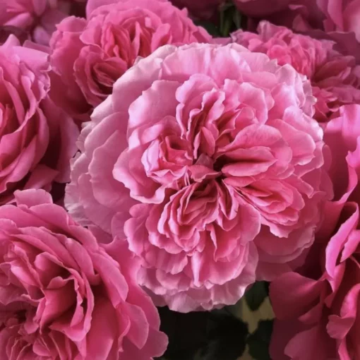 принцесса мейко