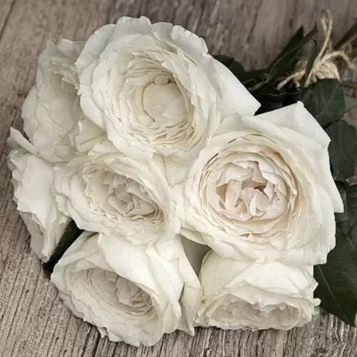 принцесса миюки