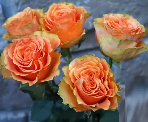 пич экспрешн