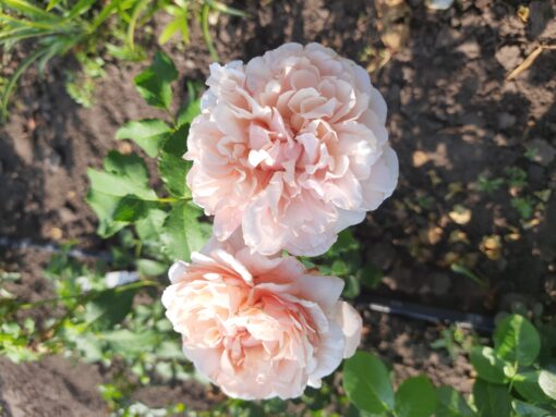 роз де толбиак