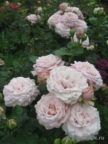 розенфасцинацион