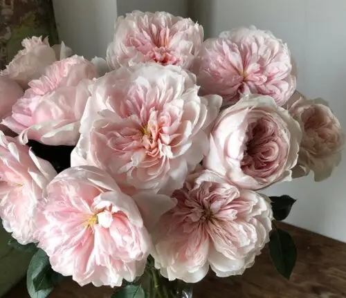 сабрина плет