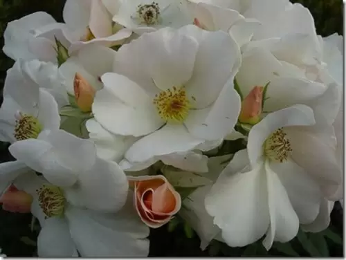 салли холмс