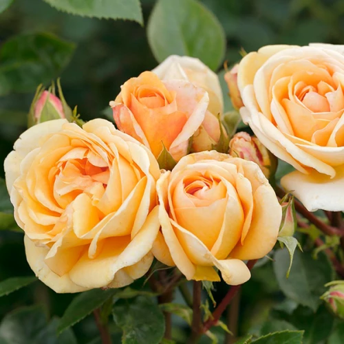 серкл оф лайф фл.