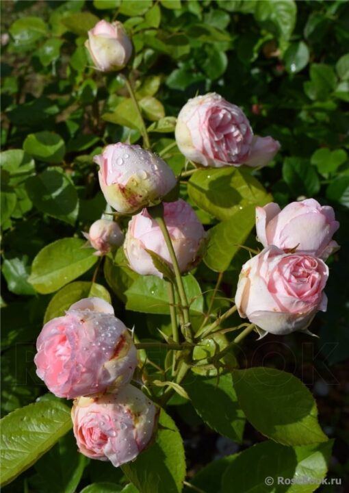 шарминг пиано