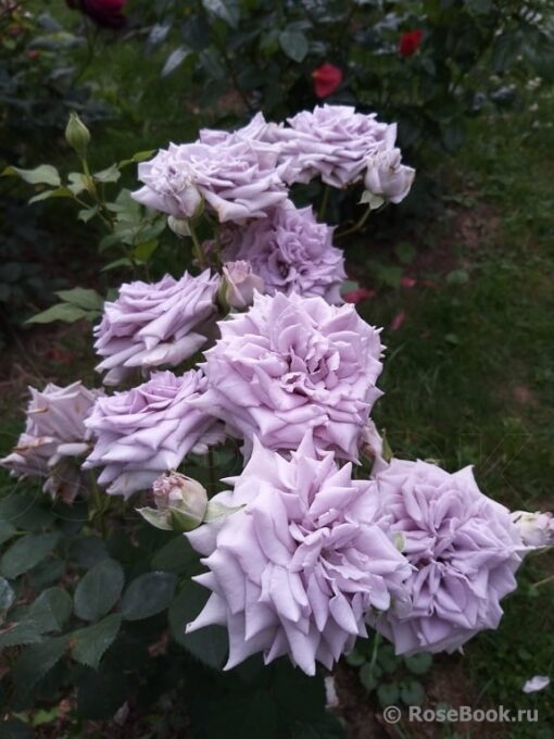 шато миртию