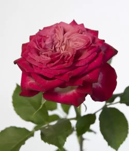 шефилд парк