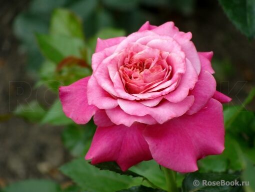 Sourire De Deauville