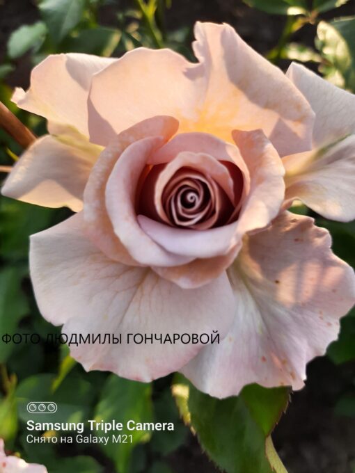 стефан руло