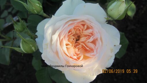 Стефания баронин цу гутенберг