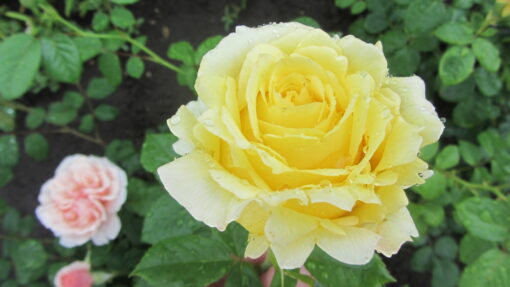 сирано де бержерак