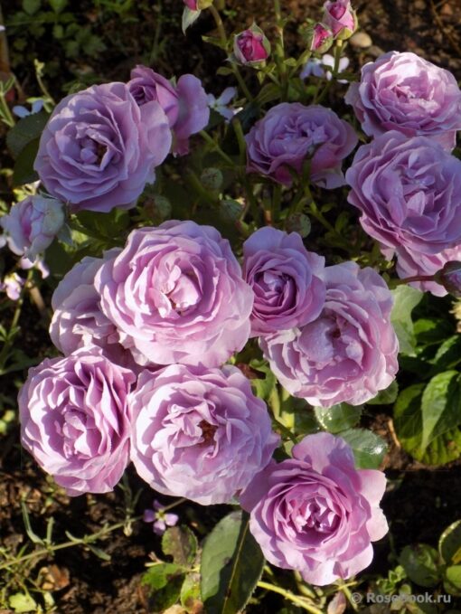 Терра лимбурджия