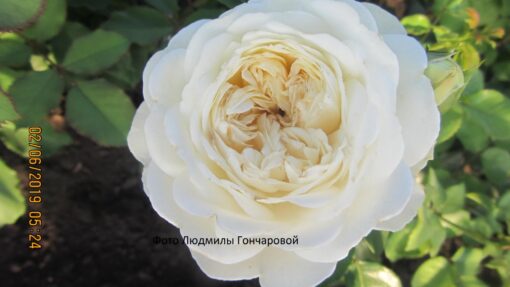 Транквилити