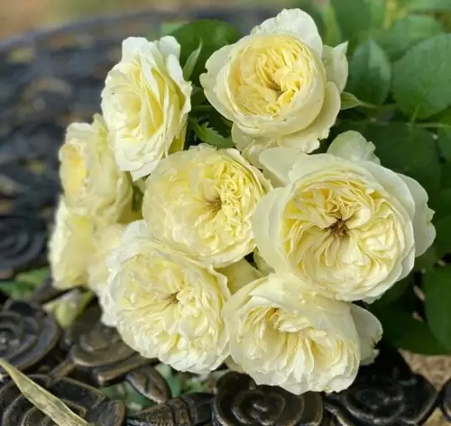 вайтвувузела