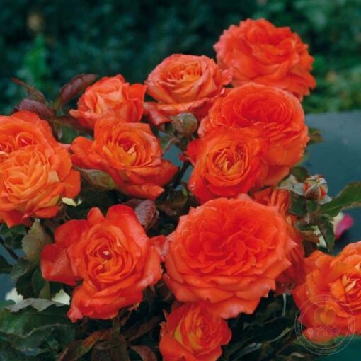 валери монгольфь