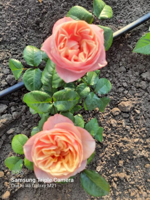 вувузелла (2)