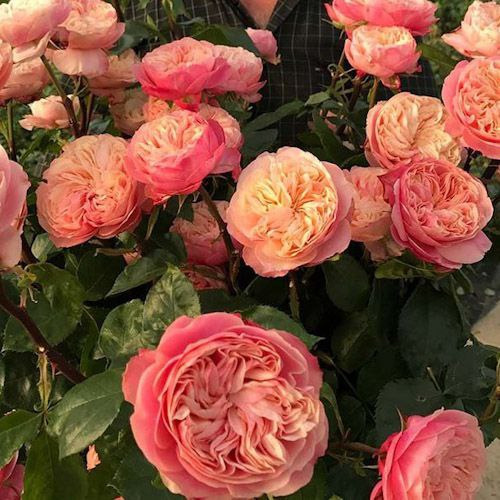 викториан классик