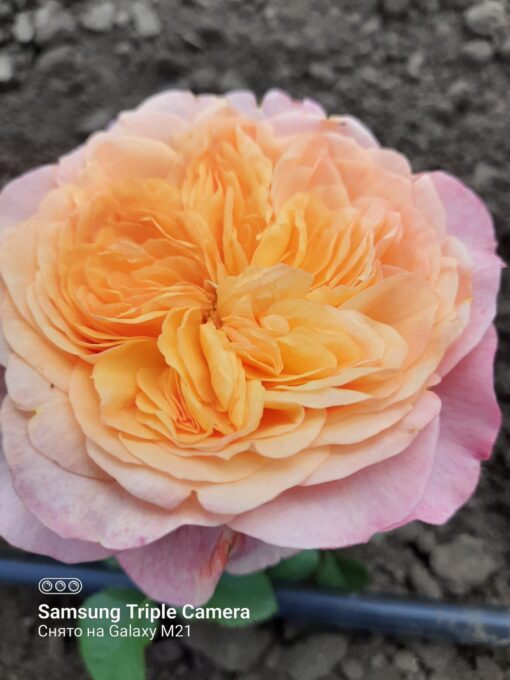 викториан секрет