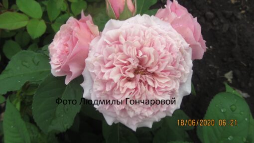 Вильям Кристи