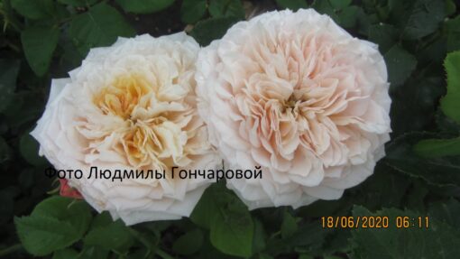 Инглиш гарден