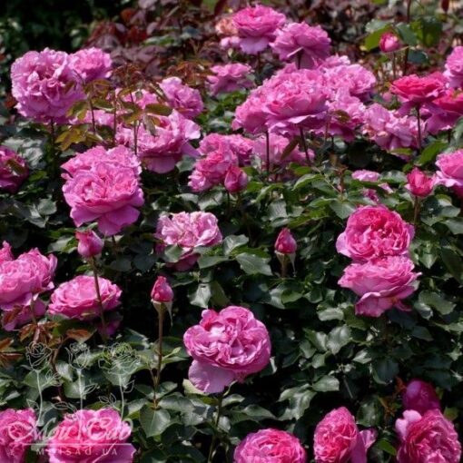 ив пьяже плет