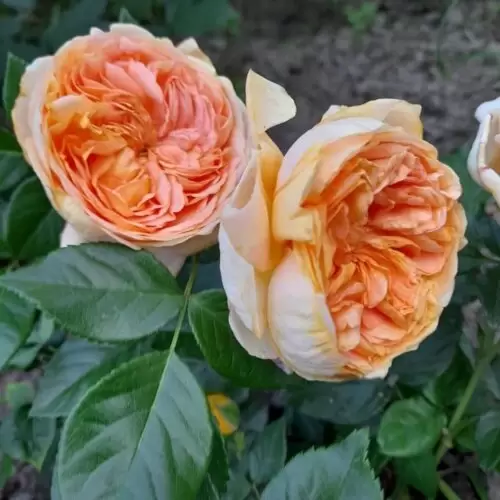 энджел пиллоу