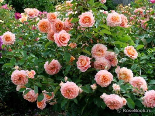 джефартист