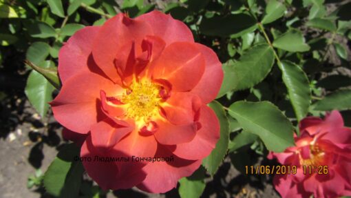 Синко де Майо