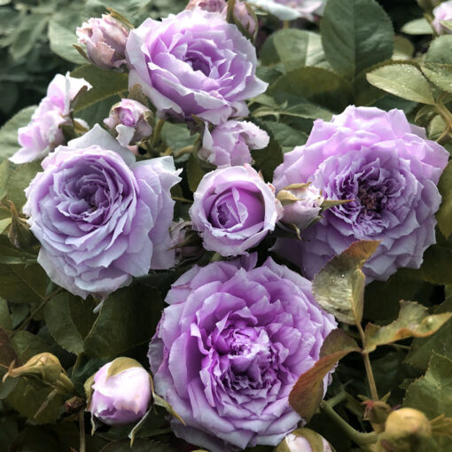 ле силь блю