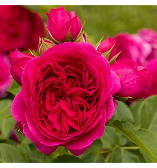 софия луиза