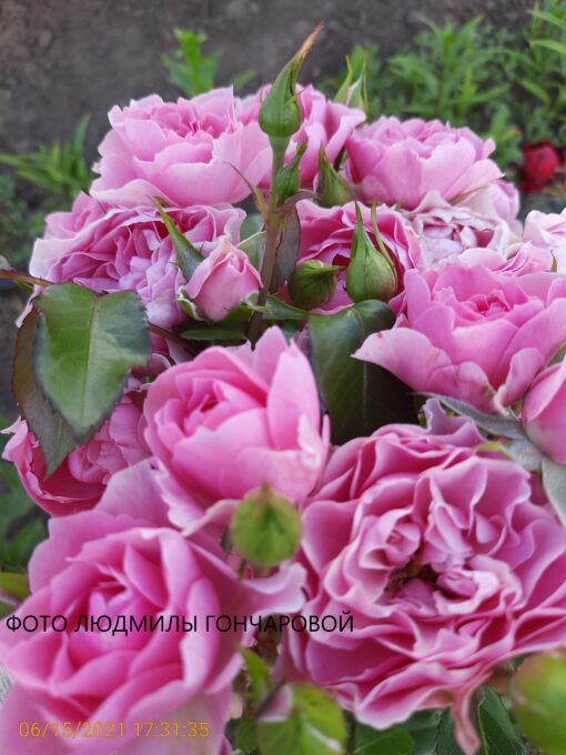 ай эм грейтфул