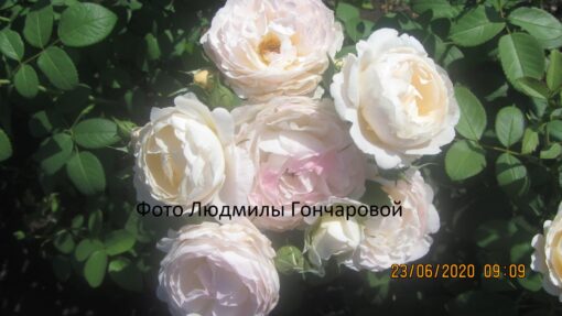 Андре Брише