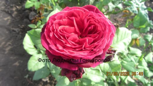 Астрид графин