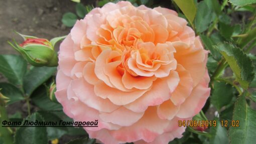 Августа луиза