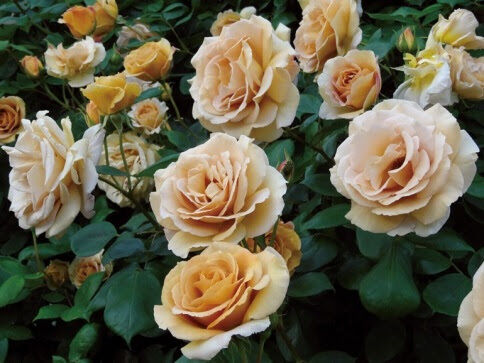 баттерскотч