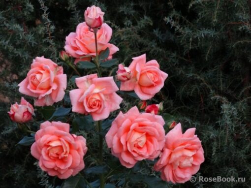 бонита ренесанс