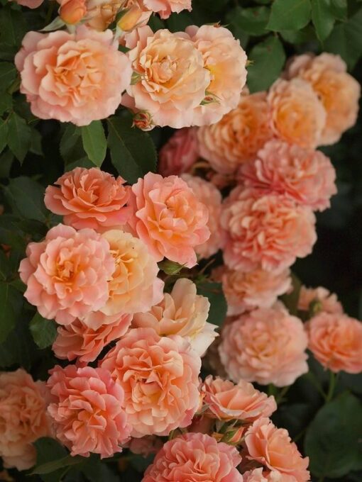 бордюр накре