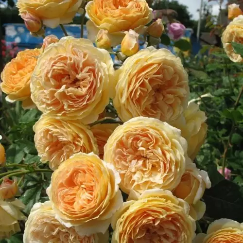Crown Princess Margareta