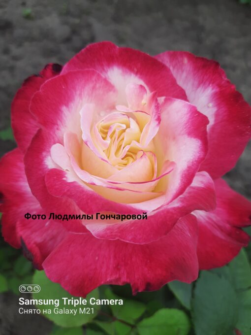 дабл делайт (2)