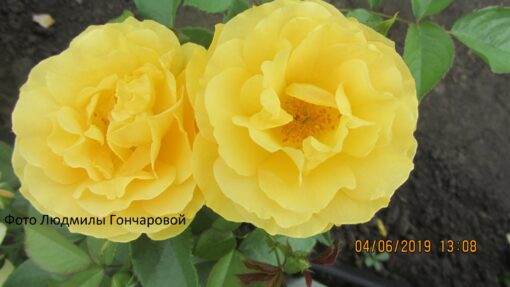 Джулия чайлд