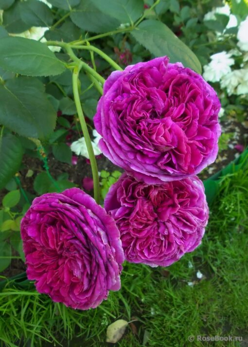 CREATOR: gd-jpeg v1.0 (using IJG JPEG v62), quality = 100?