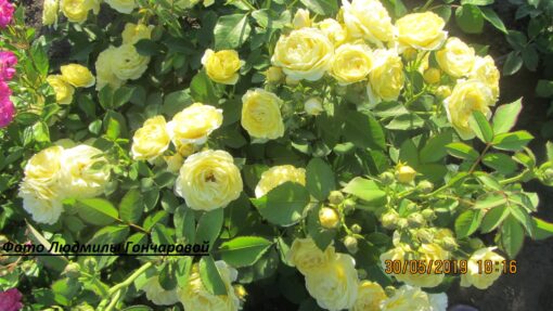 Голден бордер