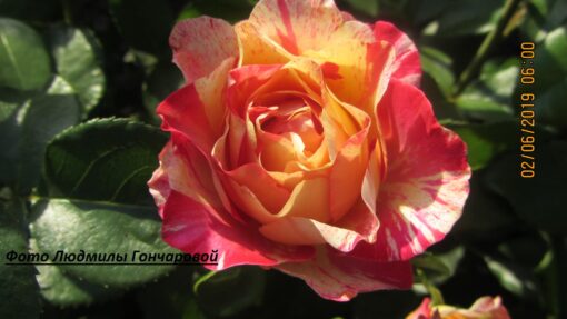 камиль Писсаро