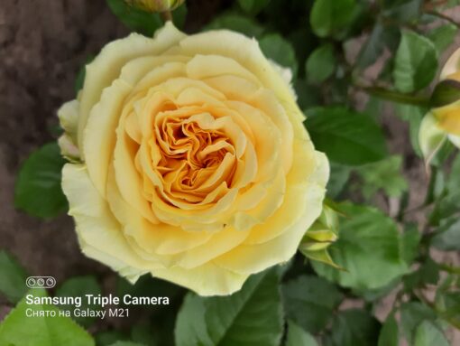 капучино (2)