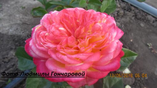 Кордес джубиле